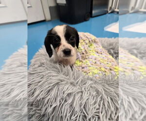 Beagle-Unknown Mix Dogs for adoption in Muskegon, MI, USA