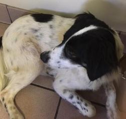 Medium Photo #1 Border Collie-English Setter Mix Puppy For Sale in Ramsey, NJ, USA