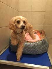 Lhasa-Poo Dogs for adoption in CORNING, NY, USA