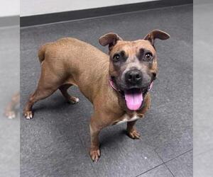 Boxer-Unknown Mix Dogs for adoption in Westminster, MD, USA