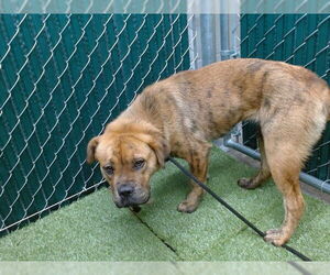 Chow Chow-Unknown Mix Dogs for adoption in Downey, CA, USA