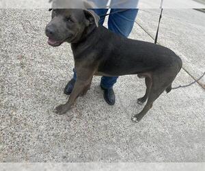 American Pit Bull Terrier-Unknown Mix Dogs for adoption in Houston, TX, USA