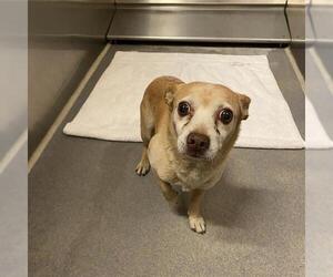 Chihuahua-Unknown Mix Dogs for adoption in Modesto, CA, USA