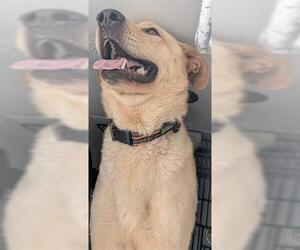 Labrador Retriever-Unknown Mix Dogs for adoption in Houston, TX, USA
