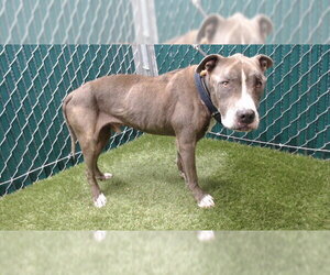 Mutt Dogs for adoption in Downey, CA, USA