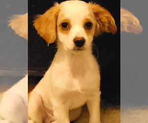 Chilier Dogs for adoption in Sequim, WA, USA