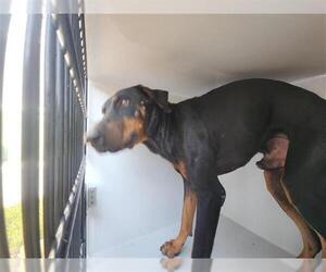 Doberman Pinscher-Unknown Mix Dogs for adoption in Houston, TX, USA