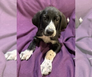 Great Pyredane Dogs for adoption in Mundelein, IL, USA