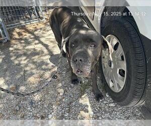 Mutt Dogs for adoption in Ocala, FL, USA