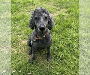 Poodle (Standard) Dogs for adoption in Westwood, NJ, USA