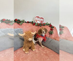 Beagle Dogs for adoption in Rockaway, NJ, USA