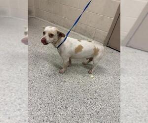 Medium Photo #1 Chihuahua-Unknown Mix Puppy For Sale in Conroe, TX, USA