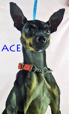 Miniature Pinscher Dogs for adoption in Griffin, GA, USA