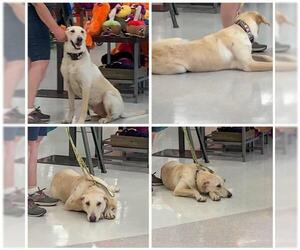 Medium Photo #1 Labrador Retriever-Unknown Mix Puppy For Sale in Naples, FL, USA