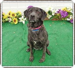 Mountain Cur-Unknown Mix Dogs for adoption in Kennesaw, GA, USA