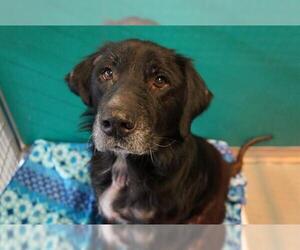 Labrador Retriever Dogs for adoption in Norfolk, VA, USA