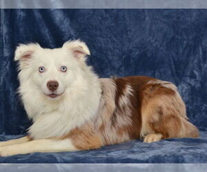 Australian Shepherd-Unknown Mix Dogs for adoption in Oroville, CA, USA