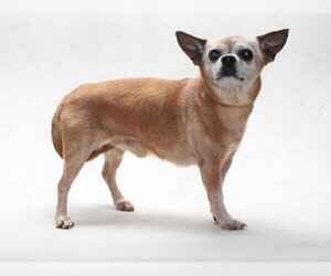 Chihuahua Dogs for adoption in Burbank, CA, USA