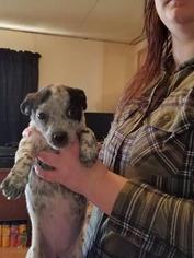 Chug Dogs for adoption in Midland, TX, USA