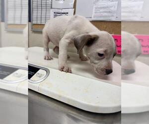 American Pit Bull Terrier-Unknown Mix Dogs for adoption in Conroe, TX, USA