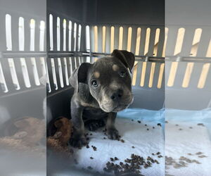 American Bulldog-Unknown Mix Dogs for adoption in Columbus, IN, USA