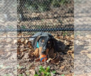 Bluetick Coonhound-Unknown Mix Dogs for adoption in Washington, DC, USA