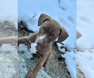 American Pit Bull Terrier-Unknown Mix Dogs for adoption in Polson, MT, USA