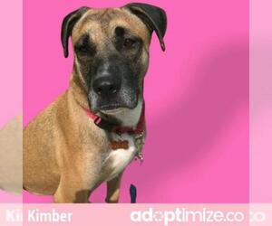 Boxer Dogs for adoption in Riverwoods, IL, USA