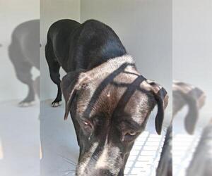 Labrador Retriever-Unknown Mix Dogs for adoption in Houston, TX, USA