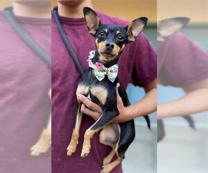 Miniature Pinscher Dogs for adoption in Santa Maria, CA, USA