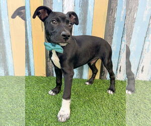 American Pit Bull Terrier-Unknown Mix Dogs for adoption in Corona, CA, USA