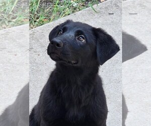 Shepradors Dogs for adoption in Winter Park, CO, USA