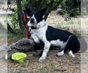 Border Collie-Unknown Mix Dogs for adoption in Seal Beach , CA, USA