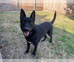 German Shepherd Dog-Unknown Mix Dogs for adoption in Plano, TX, USA