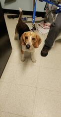 Beagle Dogs for adoption in Bridgewater, NJ, USA
