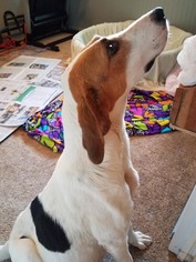 Coonhound Dogs for adoption in Toms River, NJ, USA
