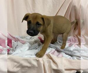 Labrador Retriever-Unknown Mix Dogs for adoption in Modesto, CA, USA