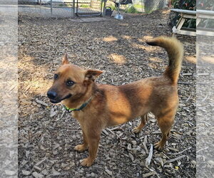 Mutt Dogs for adoption in Bloomingdale, NJ, USA