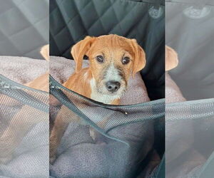 Mutt Dogs for adoption in Germantown, OH, USA