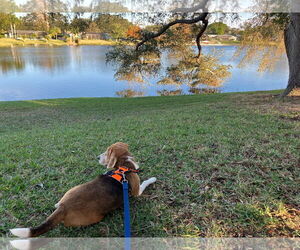 Beagle Dogs for adoption in Tampa, FL, USA