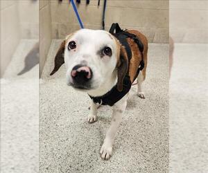 Basset Hound-Unknown Mix Dogs for adoption in Conroe, TX, USA