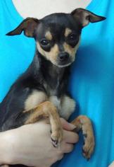 Chihuahua Dogs for adoption in Joplin, MO, USA