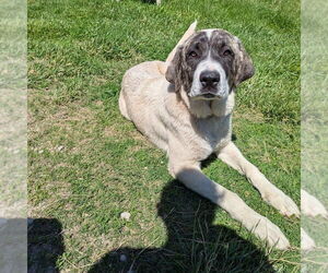 Anatolian Shepherd-Great Pyrenees Mix Dogs for adoption in Vail, AZ, USA