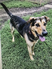 German Shepherd Dog-Unknown Mix Dogs for adoption in South Park, PA, USA