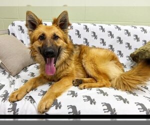 German Shepherd Dog-Unknown Mix Dogs for adoption in Grasswood, Saskatchewan, Canada