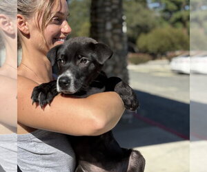 Borador Dogs for adoption in Dana Point, CA, USA