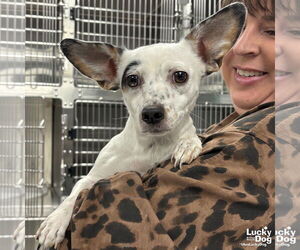 Chiweenie Dogs for adoption in Washington, DC, USA