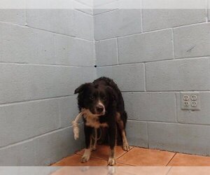 Border Collie Dogs for adoption in Downey, CA, USA