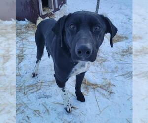 German Shorthaired Pointer-Huskies Mix Dogs for adoption in Fairbanks, AK, USA