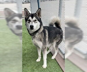 Siberian Husky Dogs for adoption in Lathrop, CA, USA
